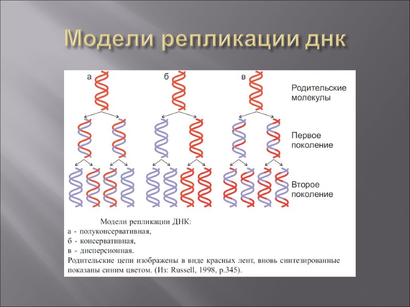 Модели репликации днк